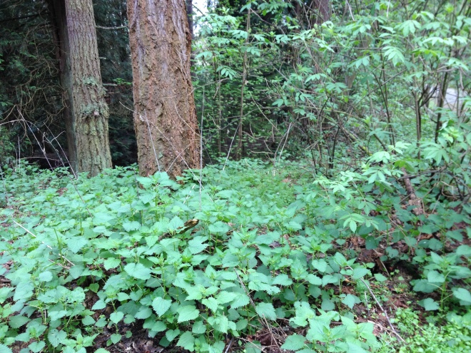 A patch of stinging nettles in the forest
